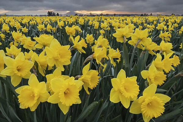 Skagit Valley daffodils