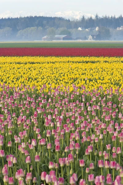 Skagit Valley Tulip Fields, near La Conner, Washington State, USA