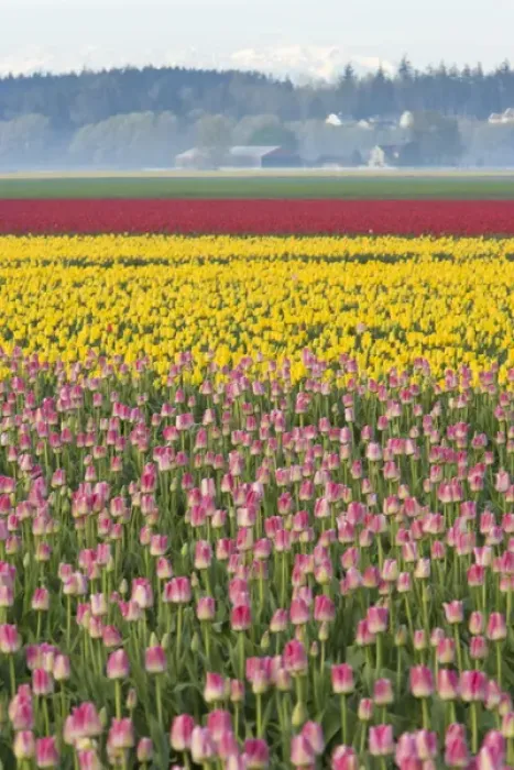 Framed Print : Skagit Valley Tulip Fields, near La Conner, Washington State, USA Framed Print : Skagit Valley Tulip Fields, near La Conner, Washington State, USA