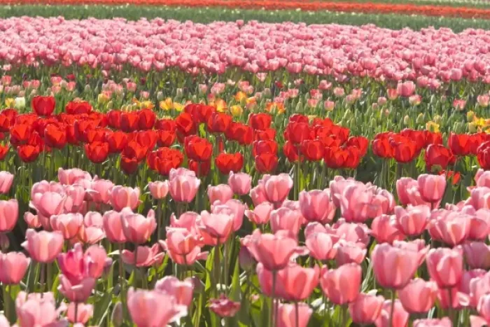 Framed Print : Skagit Valley Tulip Fields, near La Conner, Washington State, USA (RF) Framed Print : Skagit Valley Tulip Fields, near La Conner, Washington State, USA (RF)