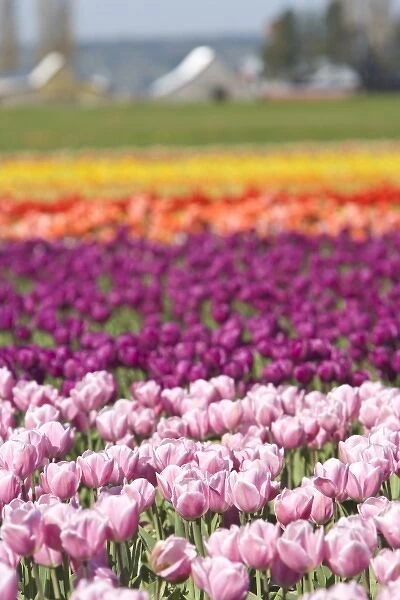 Skagit Valley Tulip Fields, near La Conner, Washington State, USA (RF)