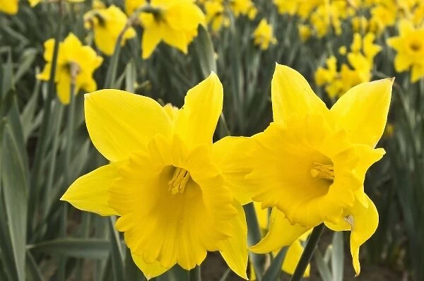 Skagit Valley, Washington. Daffodils in the Skagit Valley Washington state