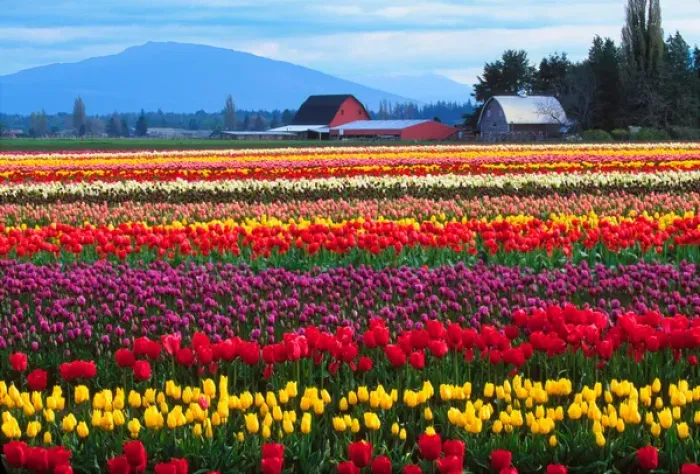 Framed Print : The Skagit Valley of Washington is noted for its tulips. There is a story, perhaps apocryphal Framed Print : The Skagit Valley of Washington is noted for its tulips. There is a story, perhaps apocryphal