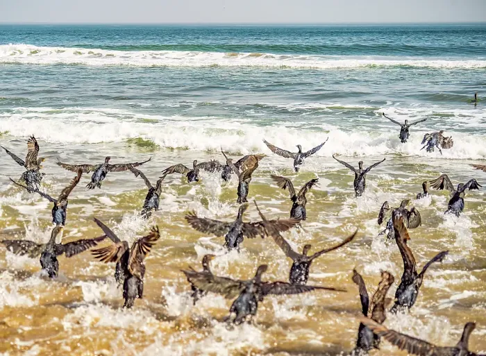 Framed Print : Skeleton Coast, Namibia, Africa. Portrait of flock of Cape cormorants or Cape shag, a bird endemic to the southwestern coasts of Africa Framed Print : Skeleton Coast, Namibia, Africa. Portrait of flock of Cape cormorants or Cape shag, a bird endemic to the southwestern coasts of Africa