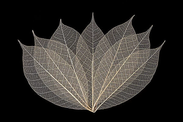 Skeleton leaves arranged on black background