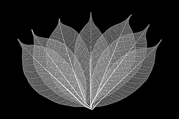 Skeleton leaves in black and white arranged on black background