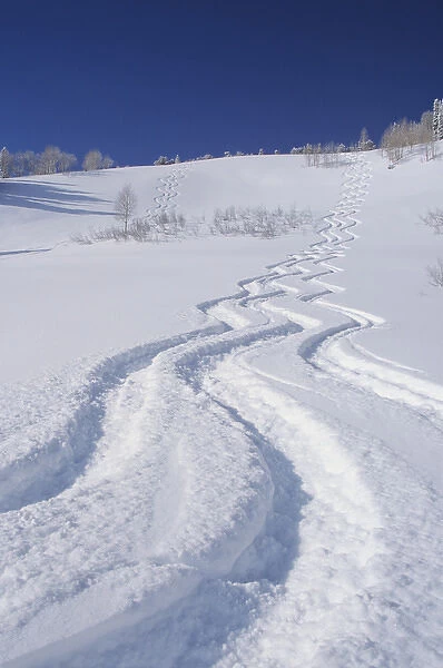Ski Tracks in Silver Fork, Big Cottonwood, Uinta Wasatch Cache National Forest, Utah