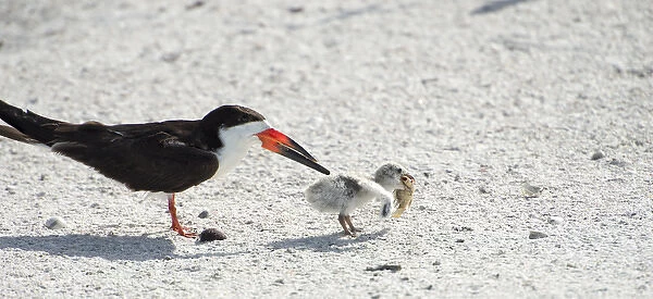 skimmer chick carrying fish