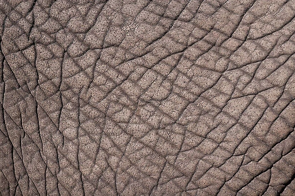 Detail of the skin of an African elephant, Loxodonta Africana. Botswana