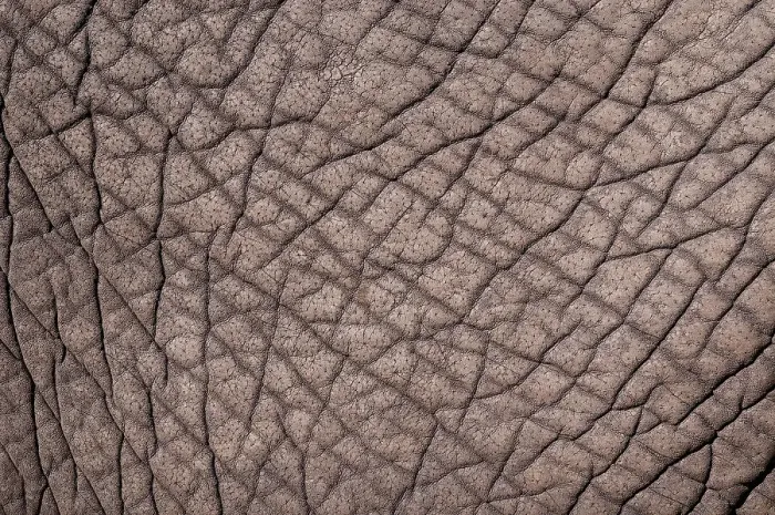 Framed Print : Detail of the skin of an African elephant, Loxodonta Africana. Botswana Framed Print : Detail of the skin of an African elephant, Loxodonta Africana. Botswana