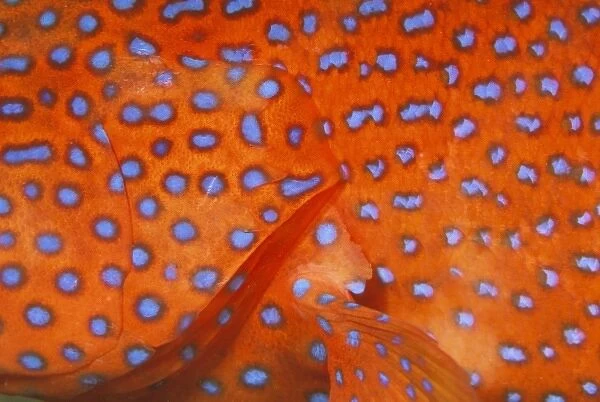 Skin detail of coral cod, or cephalopholis miniata