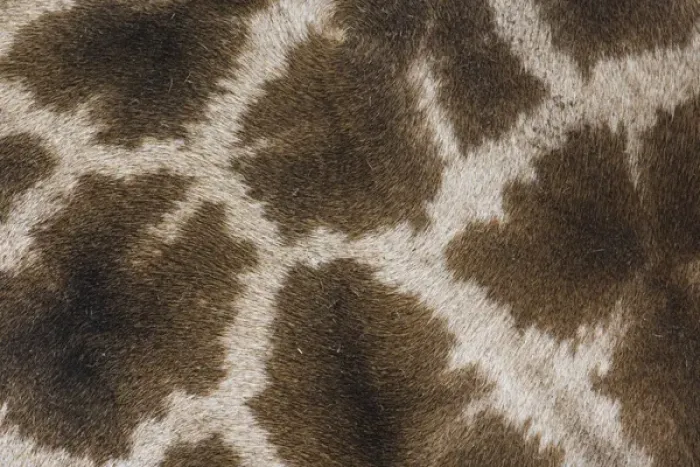 Framed Print : Skin pattern on Reticulated Giraffe, Giraffa camelopardalis reticulata Framed Print : Skin pattern on Reticulated Giraffe, Giraffa camelopardalis reticulata
