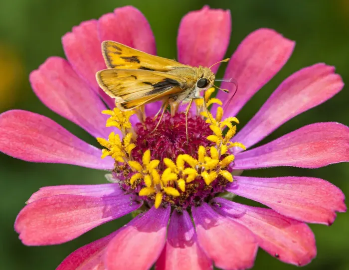 Framed Print : A skipper lands on a zinnia flower Framed Print : A skipper lands on a zinnia flower