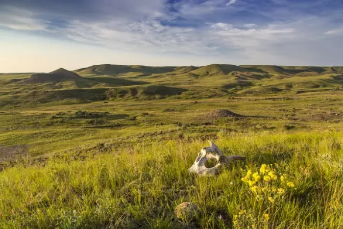 Framed Print : Skull and wildflowers in the Bitter Creek Wilderness Study Area near Hinsdale, Montana
