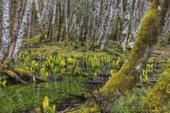Framed Print : Skunk cabbage and alder forest in the Sol Duc Valley of Olympic National Park, Washington State Framed Print : Skunk cabbage and alder forest in the Sol Duc Valley of Olympic National Park, Washington State