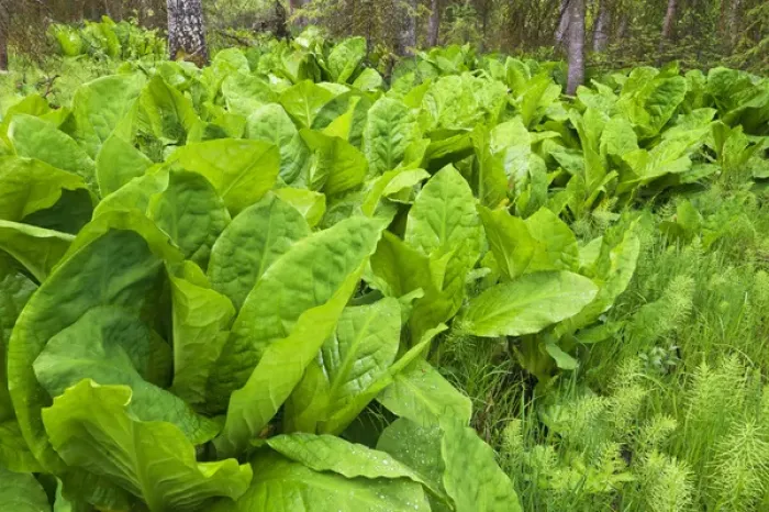 Framed Print : Skunk cabbage grows in wetlands in Whitefish, Montana, USA Framed Print : Skunk cabbage grows in wetlands in Whitefish, Montana, USA