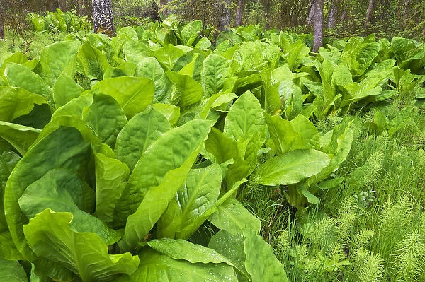 Skunk cabbage grows in wetlands in Whitefish, Montana, USA