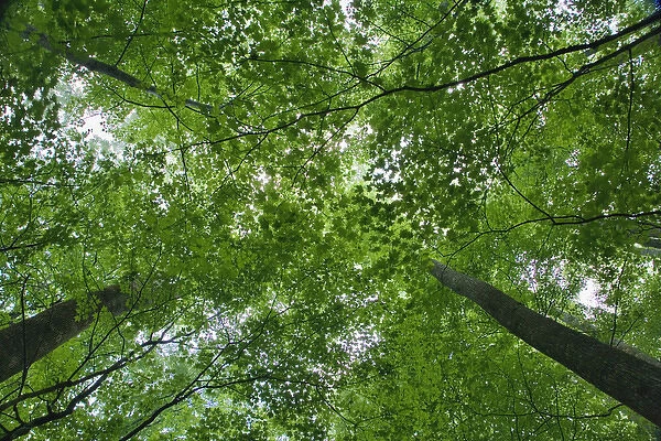 Skyward view of forest canopy, Great Smoky Mountains Natioanl Park, Tennessee