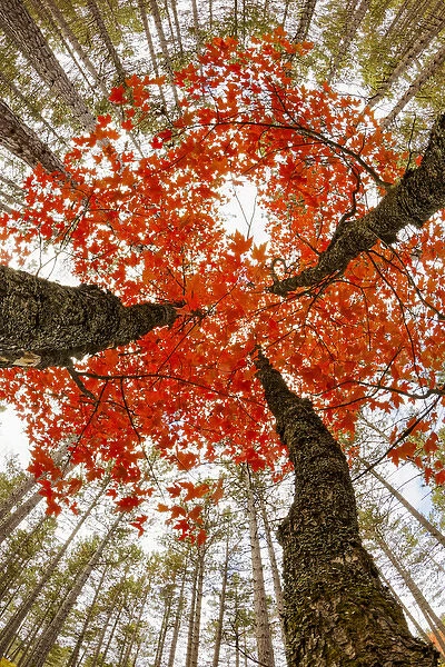 Skyward view of maple tree in pine forest, Upper Peninsula of Michigan