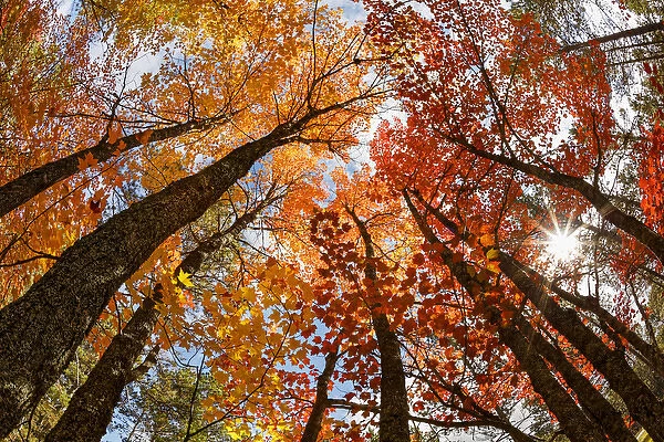 Skyward view of maple tree in pine forest, Upper Peninsula of Michigan