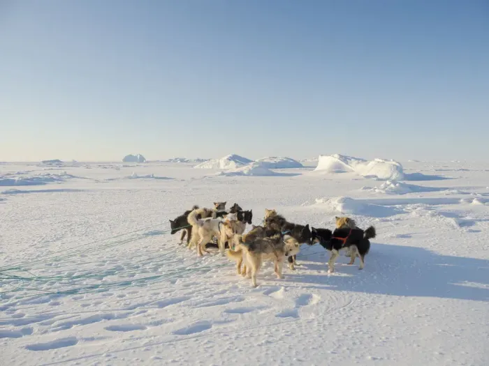 Framed Print : Sled dog in the northwest of Greenland during winter on the sea ice of the frozen Framed Print : Sled dog in the northwest of Greenland during winter on the sea ice of the frozen