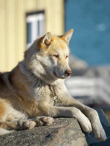 Sled dog in the small town Uummannaq. During winter the dogs are still used as dog teams to pull sledges of fishermen. Greenland, Danish Territory