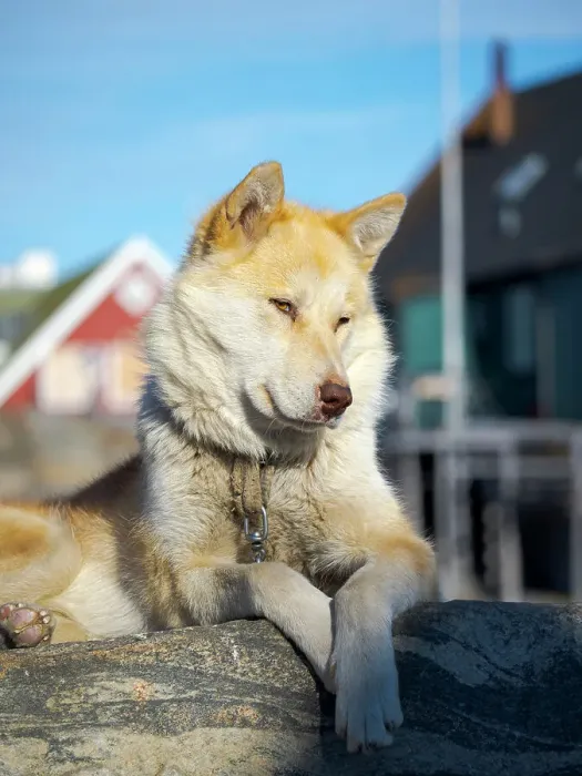 Framed Print : Sled dog in the small town Uummannaq. During winter the dogs are still used as dog teams to pull sledges of fishermen. Greenland, Danish Territory
