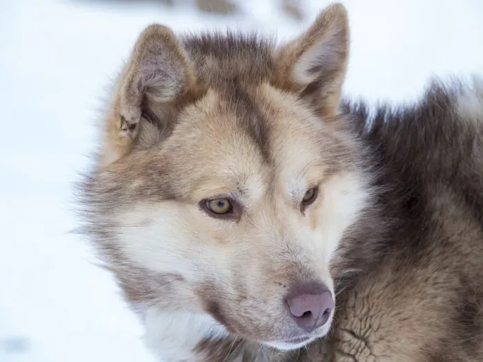 Framed Print : Sled dog during winter in Uummannaq in Greenland. Dog teams are still draft animals for Framed Print : Sled dog during winter in Uummannaq in Greenland. Dog teams are still draft animals for