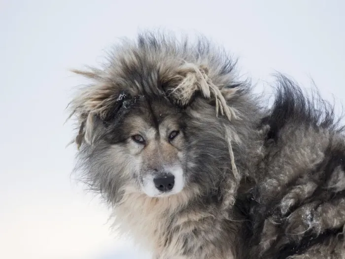 Framed Print : Sled dog during winter in Uummannaq in Greenland. Dog teams are still draft animals for Framed Print : Sled dog during winter in Uummannaq in Greenland. Dog teams are still draft animals for