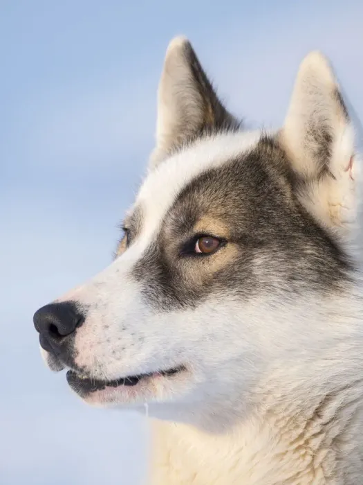 Framed Print : Sled dog during winter in Uummannaq in Greenland. Dog teams are still draft animals for Framed Print : Sled dog during winter in Uummannaq in Greenland. Dog teams are still draft animals for