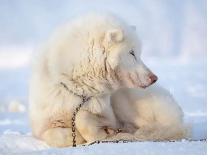 Framed Print : Sled dog during winter in Uummannaq in Greenland. Dog teams are draft animals for Framed Print : Sled dog during winter in Uummannaq in Greenland. Dog teams are draft animals for