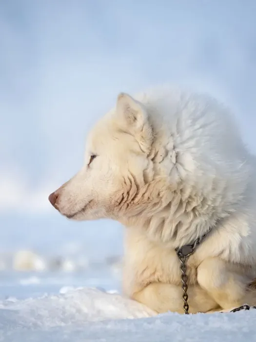 Framed Print : Sled dog during winter in Uummannaq in Greenland. Dog teams are draft animals for Framed Print : Sled dog during winter in Uummannaq in Greenland. Dog teams are draft animals for