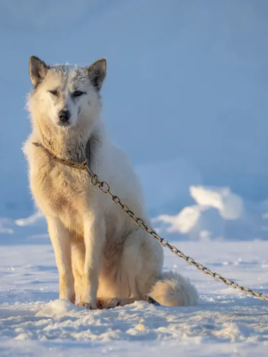 Framed Print : Sled dog during winter in Uummannaq in Greenland. Dog teams are draft animals for Framed Print : Sled dog during winter in Uummannaq in Greenland. Dog teams are draft animals for