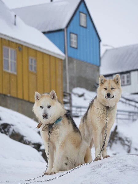 Sled dog during winter in Uummannaq in Greenland. Dog teams are still draft animals for