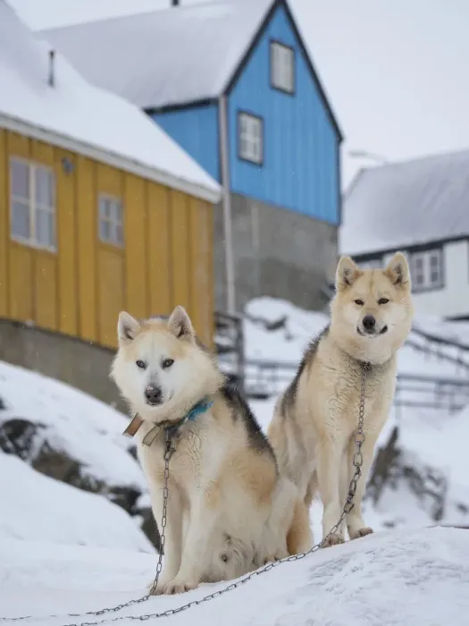 Framed Print : Sled dog during winter in Uummannaq in Greenland. Dog teams are still draft animals for Framed Print : Sled dog during winter in Uummannaq in Greenland. Dog teams are still draft animals for