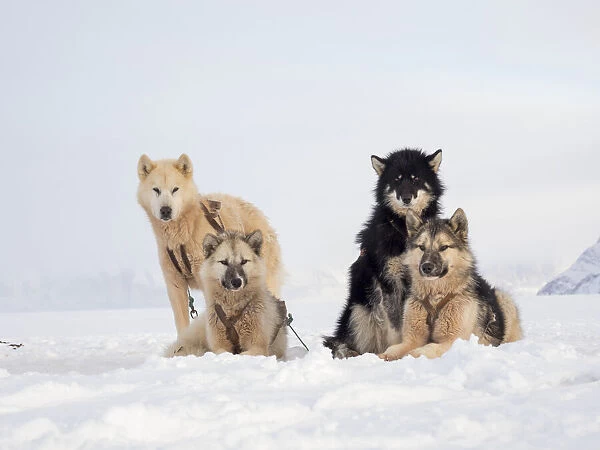 Sled dog during winter in Uummannaq in Greenland. Dog teams are draft animals for the