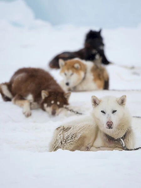 Sled dog during winter in Uummannaq in Greenland. Dog teams are draft animals for the