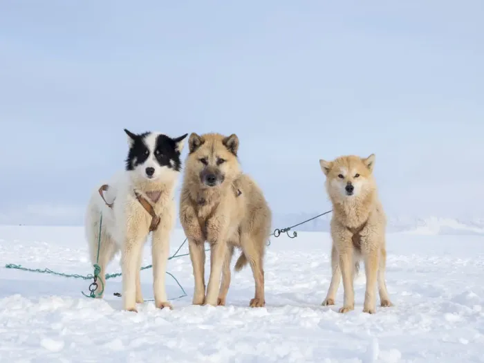 Framed Print : Sled dog during winter in Uummannaq in Greenland. Dog teams are draft animals for