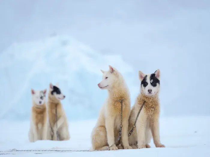 Framed Print : Sled dog during winter in Uummannaq in Greenland. Dog teams are draft animals for Framed Print : Sled dog during winter in Uummannaq in Greenland. Dog teams are draft animals for