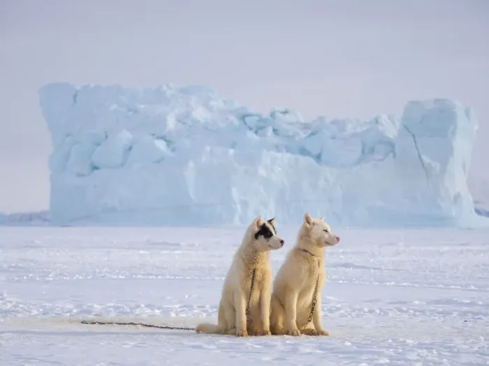 Framed Print : Sled dog during winter in Uummannaq in Greenland. Dog teams are draft animals for Framed Print : Sled dog during winter in Uummannaq in Greenland. Dog teams are draft animals for