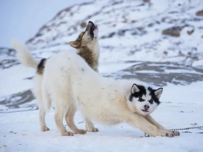 Framed Print : Sled dog during winter in Uummannaq in Greenland. Dog teams are still draft animals for Framed Print : Sled dog during winter in Uummannaq in Greenland. Dog teams are still draft animals for