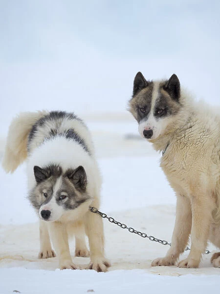 Sled dogs on sea ice during winter near Uummannaq in northern West Greenland beyond the Arctic Circle. Greenland, Danish territory