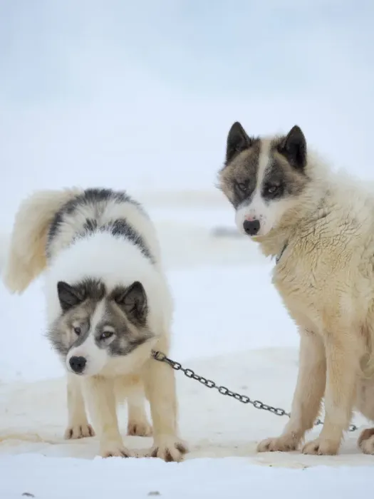 Framed Print : Sled dogs on sea ice during winter near Uummannaq in northern West Greenland beyond the Arctic Circle. Greenland, Danish territory