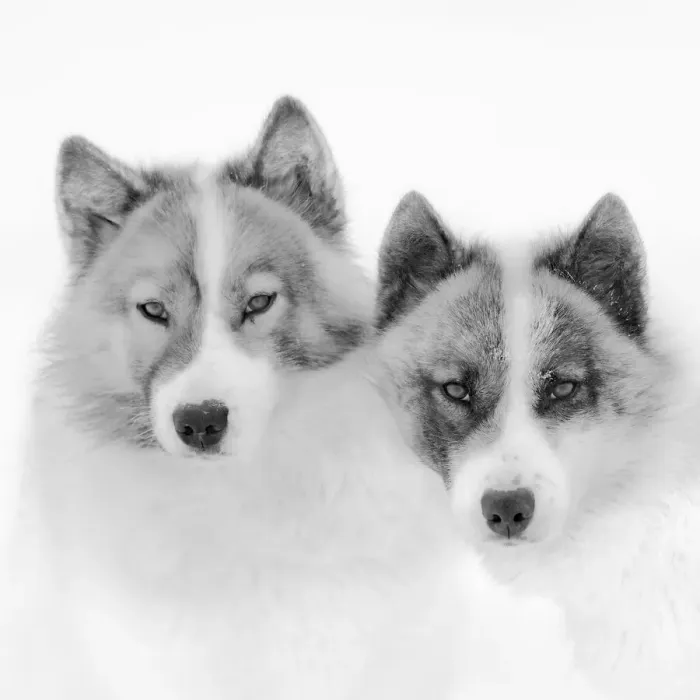 Framed Print : Sled dogs on sea ice during winter near Uummannaq in northern West Greenland beyond the Arctic Circle. Greenland, Danish territory Framed Print : Sled dogs on sea ice during winter near Uummannaq in northern West Greenland beyond the Arctic Circle. Greenland, Danish territory