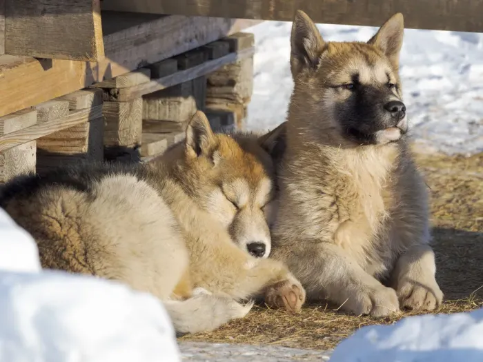 Framed Print : Sled dogs in town. Winter in Ilulissat on the shore of Disko Bay. Greenland, Denmark