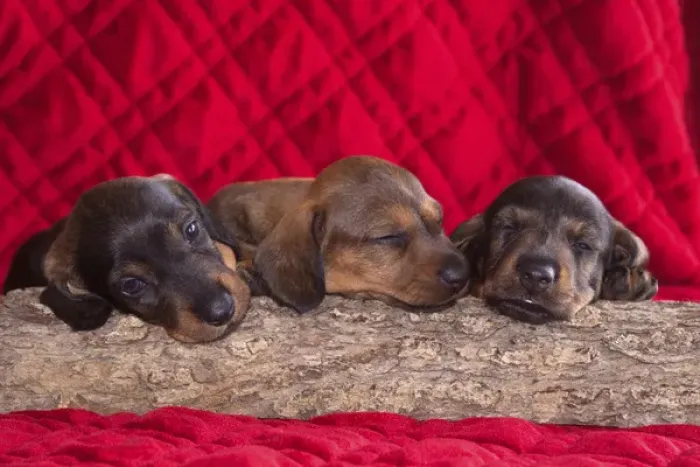 Framed Print : Sleeping Doxen Puppies, Yucca Valley, California