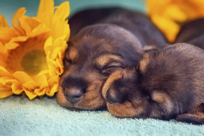 Framed Print : Sleeping Doxen Puppies, Yucca Valley, California Framed Print : Sleeping Doxen Puppies, Yucca Valley, California