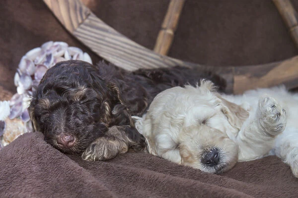 Sleeping Standard Poodles Puppies