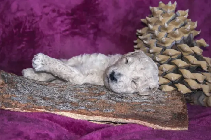 Framed Print : Sleeping Standard Poodles Puppy, California Framed Print : Sleeping Standard Poodles Puppy, California