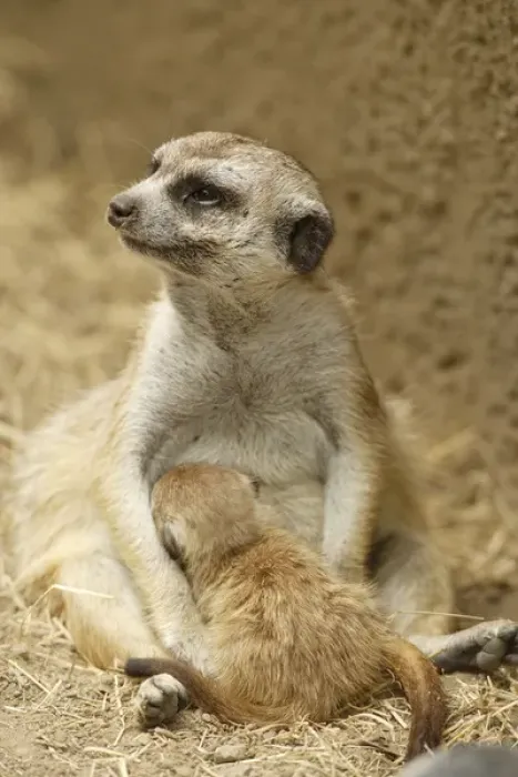 Framed Print : Slender-tailed Meerkat nursing young Suricata suricata hahni San Diego Zoo